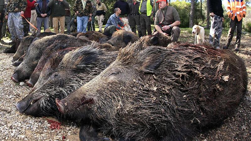 Wegen Schweinepest fürchten Bauern um die wichtigen Exporte nach China