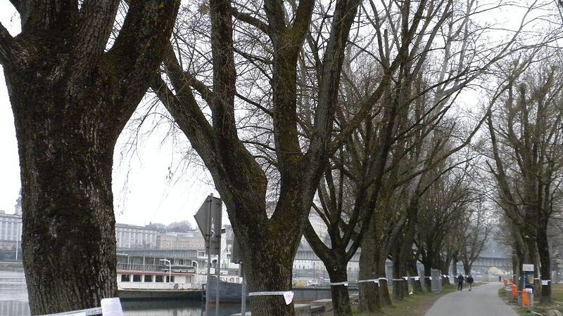 Stadt Linz lässt 55 Bäume an der Gleißner-Allee neben der Donau fällen