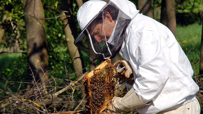 Damit das Summen nicht verstummt Naturparkgemeinden helfen den Bienen