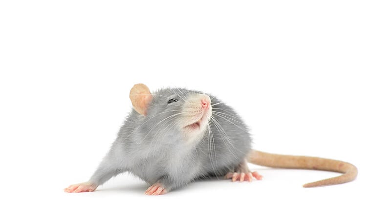 Besucher des Welser Tiergartens klagen über ekelerregende Rattenplage