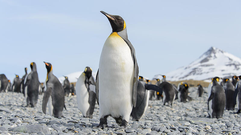 Penguins and post office: Applicants wanted for jobs in Antarctica