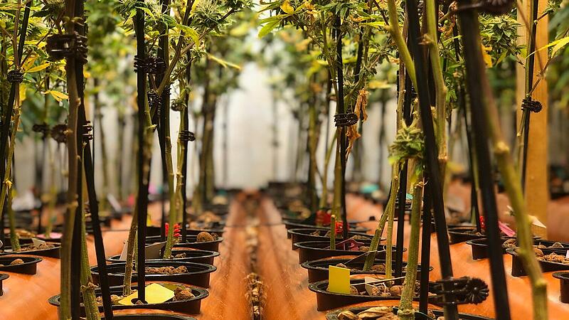 Cannabis-Plantage in Weißkirchen an der Traun