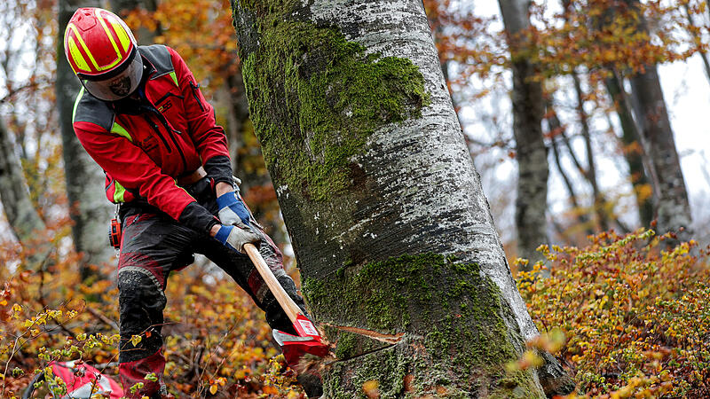 "Ohne Helm wäre er tot": Warum bei Waldarbeiten der Schutz so wichtig ist