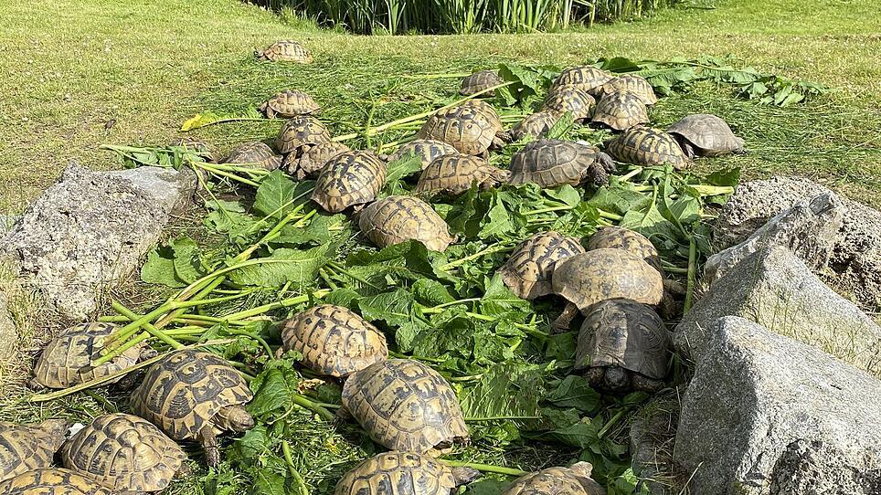 "Wir haben ein riesengroßes Schildkröten-Paradies"
