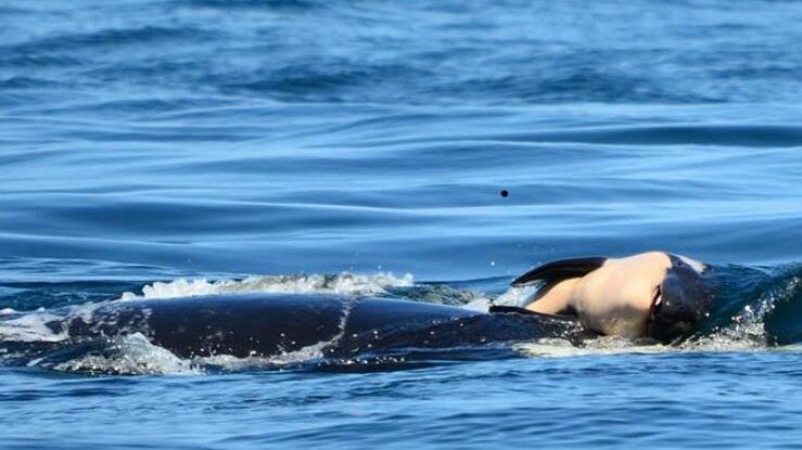 Orca Wal Totes Kalb