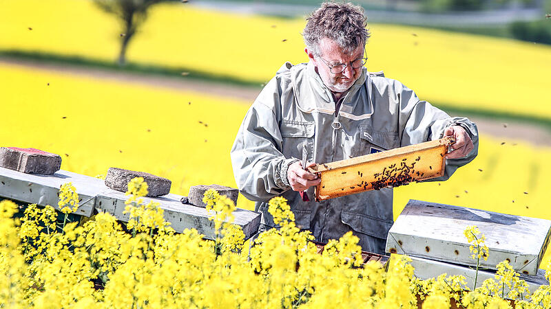 Die große Versuchung für Bienen ist selten geworden