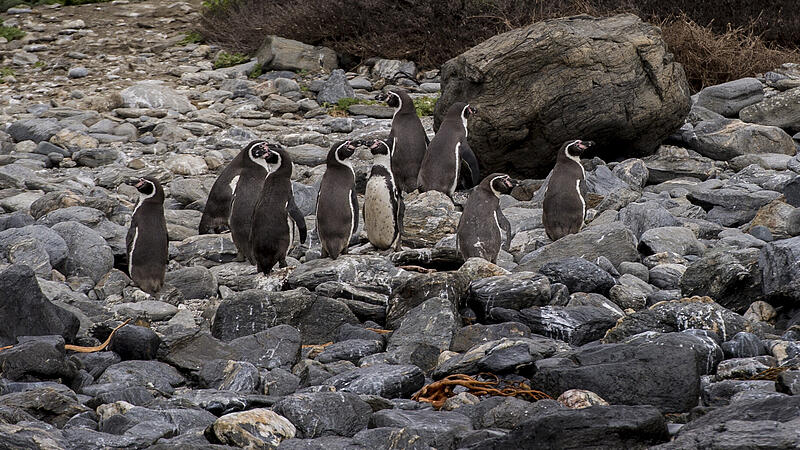 FILES-CHILE-MINING-ENVIRONMENT-PENGUINS