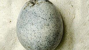 Forschende fanden 1700 Jahre altes Ei