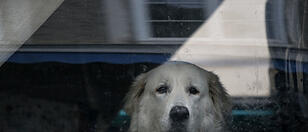 Hunde aus heißem Kofferraum befreit