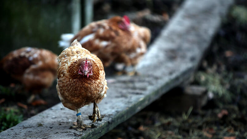 Bald keine Eier mehr im Stall: Besitzer muss Hahn und sechs Hühner hergeben