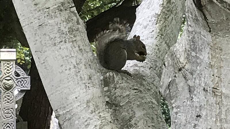 Im Reich der Eichhörnchen