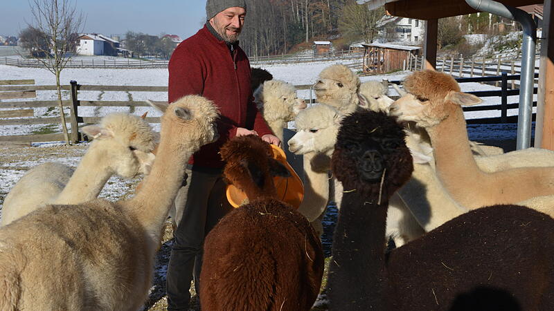 Ehemaliger Wirt mausert sich zu einem der besten Alpaka-Züchter Österreichs