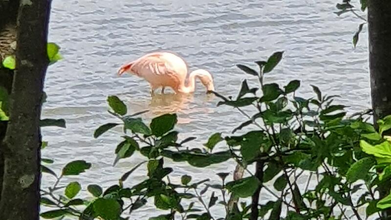 Kurios: Flamingo in der Donau geht niemandem ab