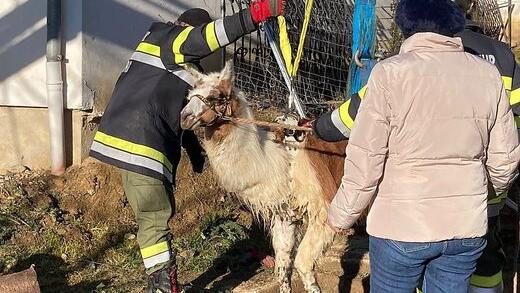 Lama-Hengst mit Kran aus Grube gerettet