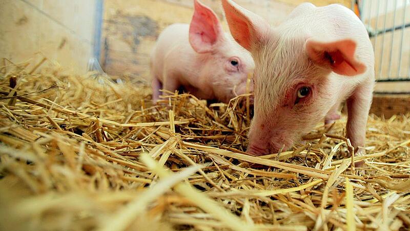 Dicke Luft: Trimmelkamer klagen über Gestank neben Schweinestall