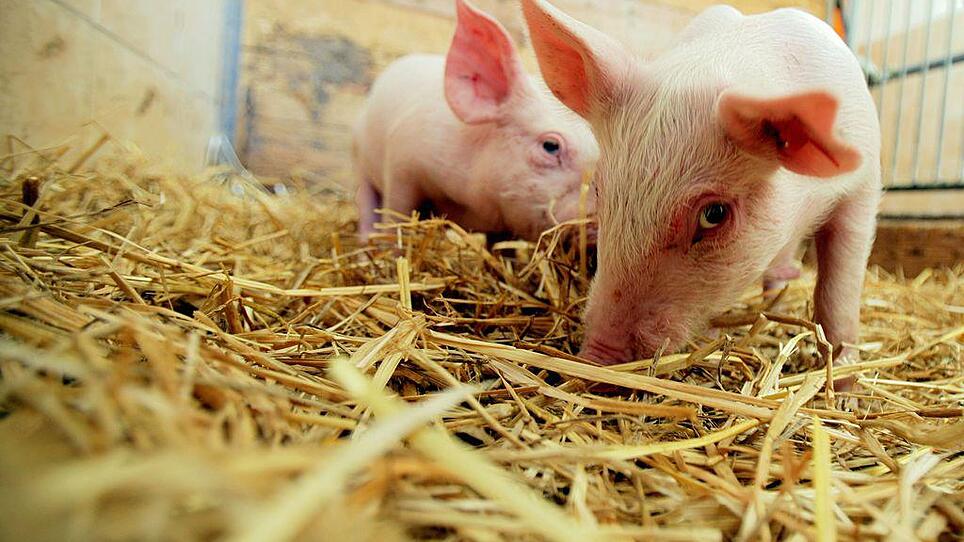 Dicke Luft: Trimmelkamer klagen über Gestank neben Schweinestall