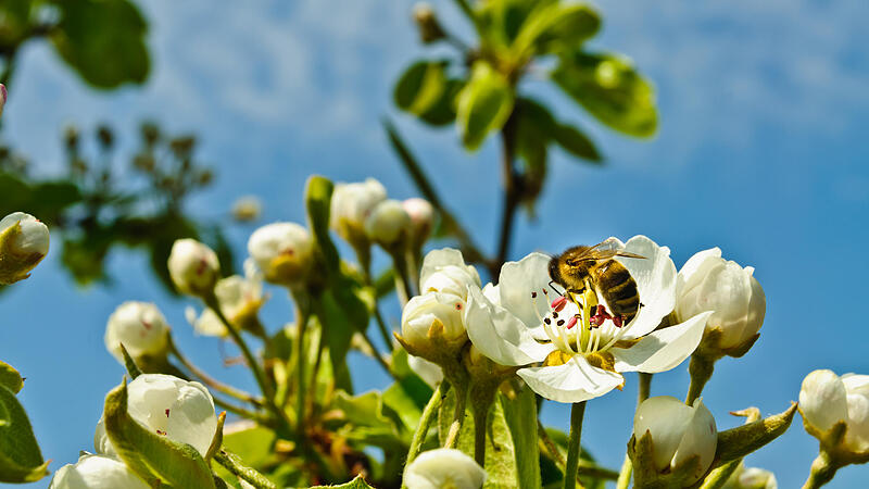 Aprilkurse am Unterkagererhof: Vom Blubbergarten bis zur Bienenwiege