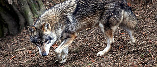 Tiroler Landesregierung gibt Wolf zu raschem Abschuss frei