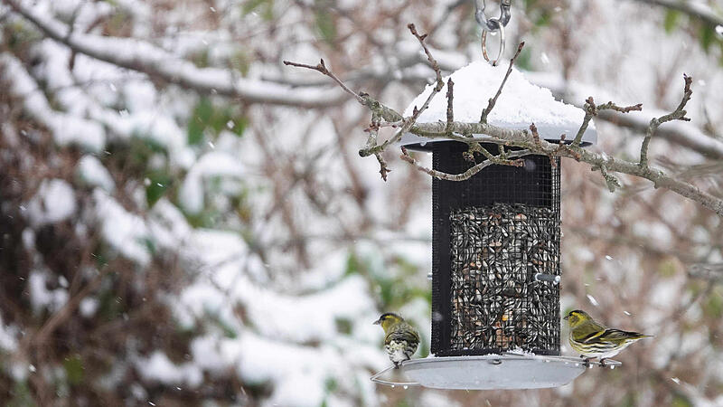 BirdLife Österreich lädt wieder zur "Stunde der Wintervögel" ein