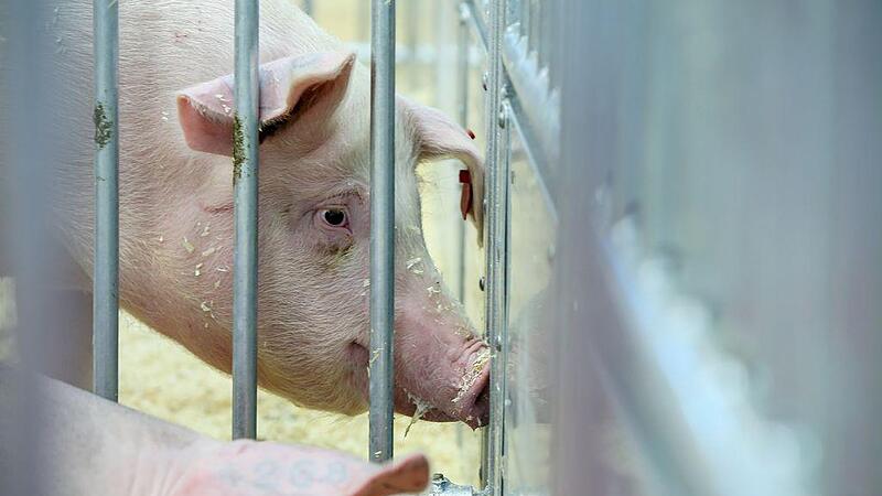 Magere Jahre für Schweinebauern: Jeder zweite steht vor dem Aus