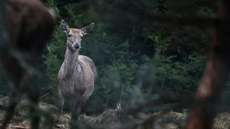 Forest owners increase pressure on hunters