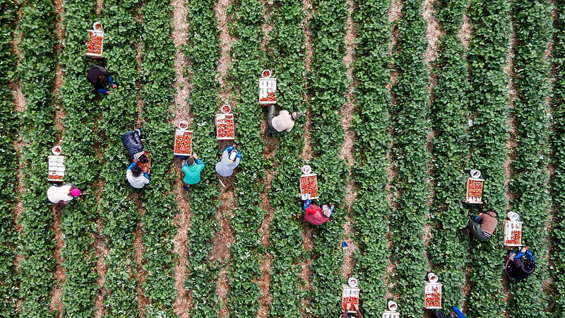 Erdbeerbauern ringen um Erntehelfer