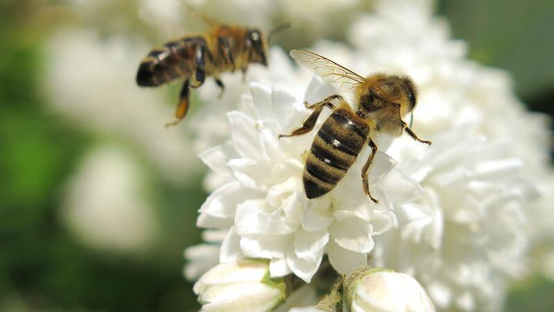 Gemeinden, die für Bienen schwärmen