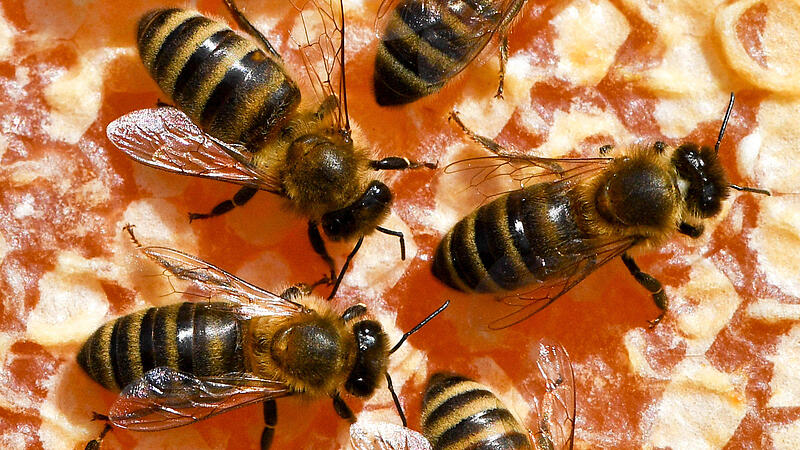Bienenstöcke der Linz AG funken an ihren Imker, wie es ihnen geht
