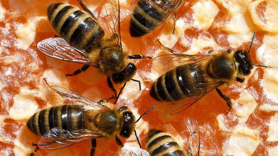 Bienenstöcke der Linz AG funken an ihren Imker, wie es ihnen geht