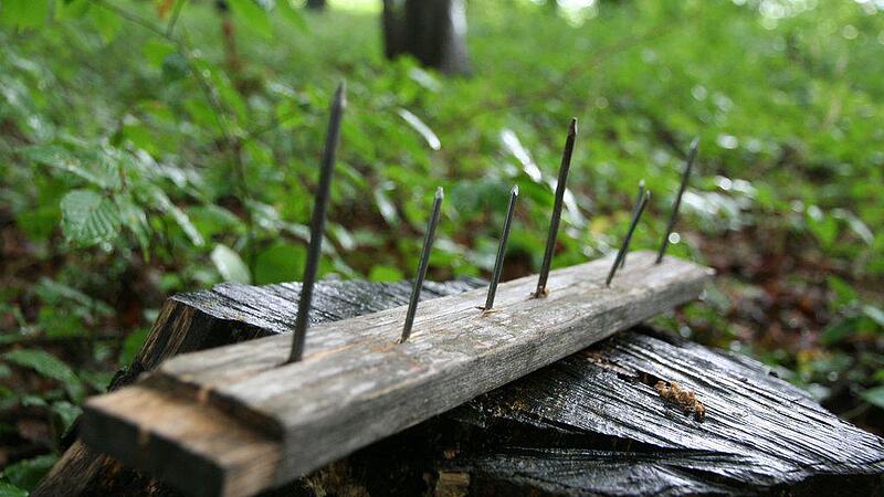 Waldbesitzer errichtete Fallen mit Nägelbrettern &ndash; Wanderer verletzt