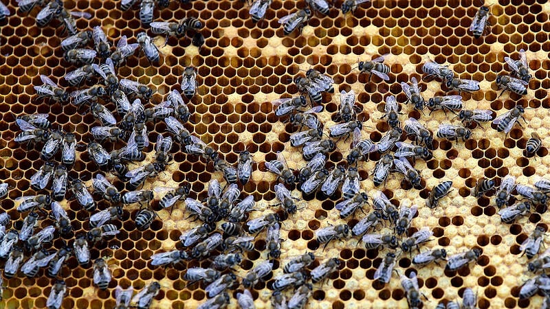 Wo seit 130 Jahren die Bienen tanzen