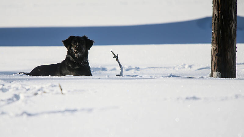 Winterurlaub mit Hund: steigende Angebote