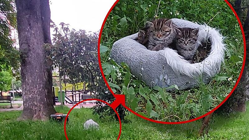 Five kittens exposed in Hessenpark