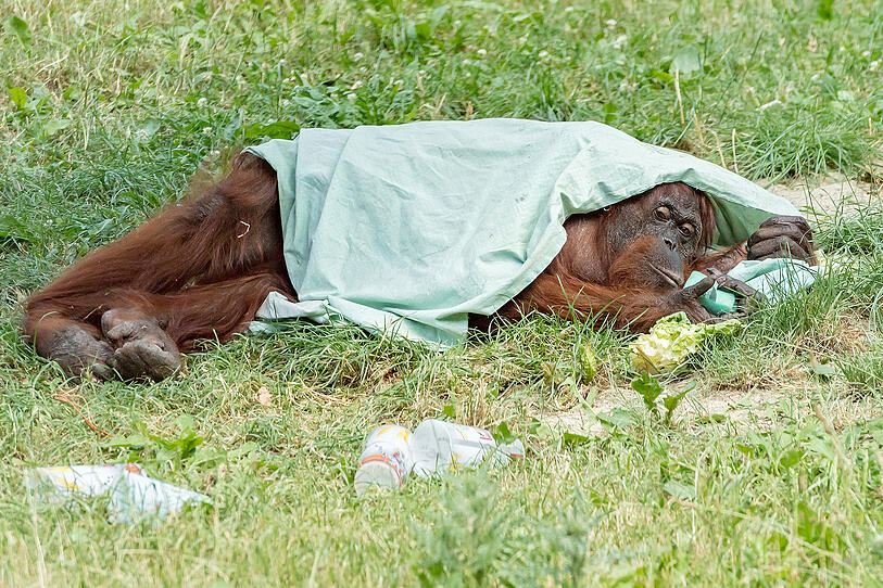 Affenhitze: Wie sich Zootiere abkühlen