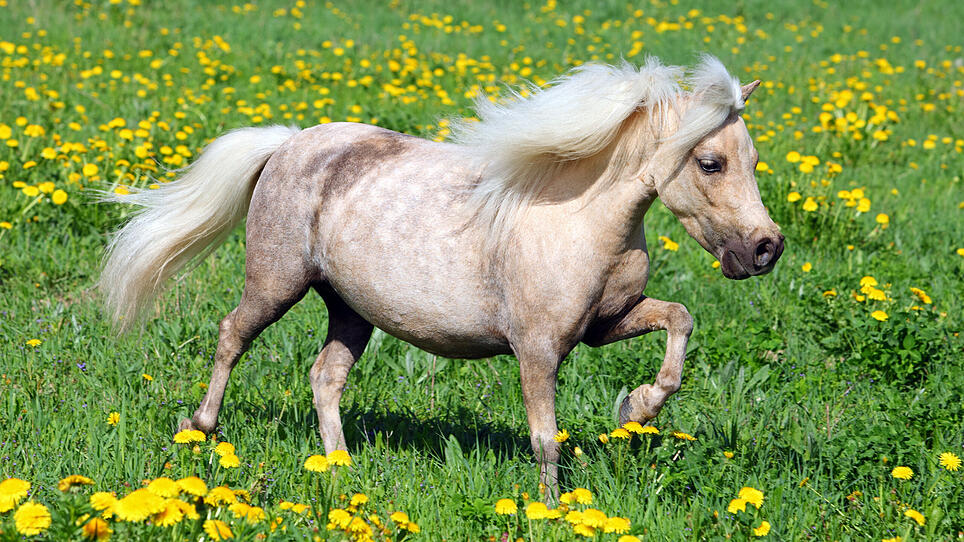 Funny Falabella pony in spring meadow